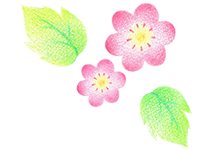 桜イラスト