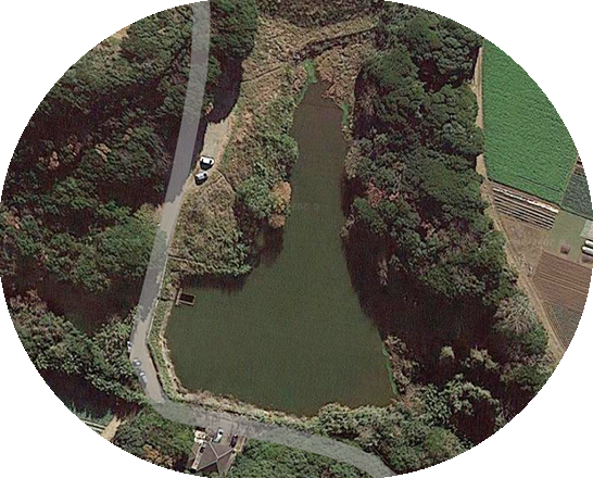 蛭藻池(下池)現況写真