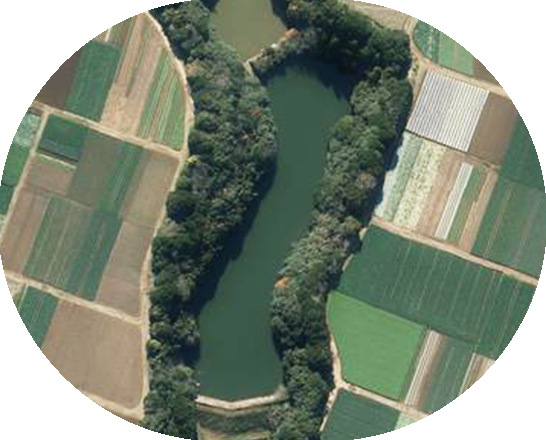 蛭藻池と中池の中央堤防現況写真